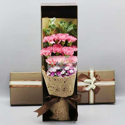 10朵粉色康乃馨，礼盒装，年年有福