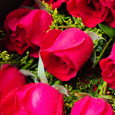 33朵玫瑰，桶装鲜花，最浪漫的爱