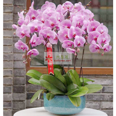 6株紫红蝴蝶兰，衷心祝福