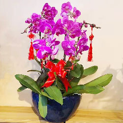 5株紫红色蝴蝶兰，岁岁有今朝