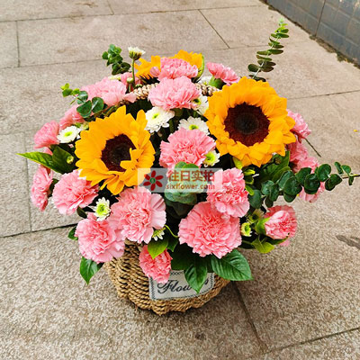 33朵粉色康乃馨向日葵，给妈妈送花常常会选择康乃馨、享受福星高照
