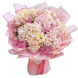 10只粉色绣球花，甜蜜温暖
