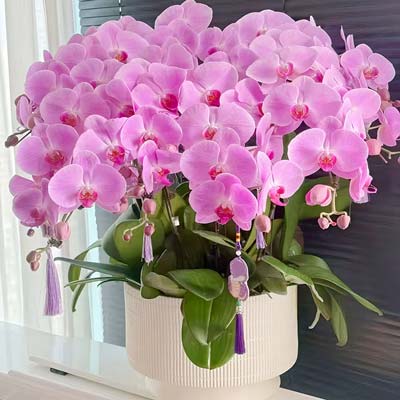 9���ɫ��������ף���������