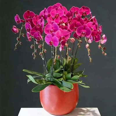 9���ɫ�����������黶������