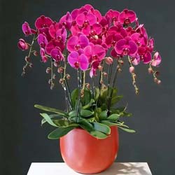 ���黶������