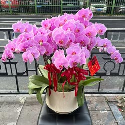 ������͸����